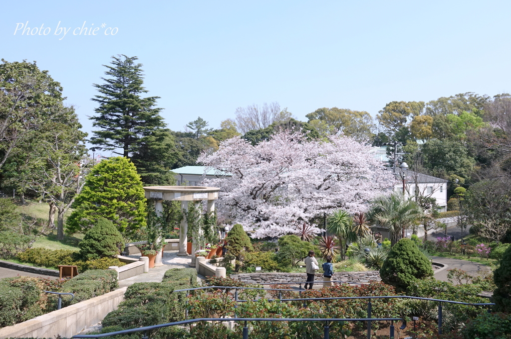 横浜＊桜さんぽ-243