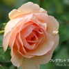 大船フラワーセンター-438