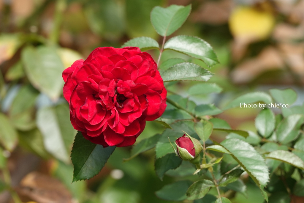 山手イタリア山庭園-009