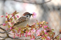 三浦海岸の河津桜-109