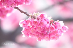 横浜関内の寒緋桜-006