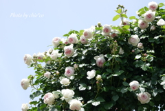 横浜 Rose Week-339