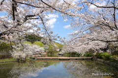 鎌倉～桜の季節-280