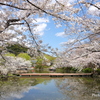 鎌倉～桜の季節-280