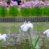 堀切菖蒲園-137