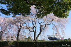 Yokohama-196
