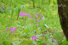 箱根湿生花園-223