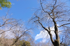 明月院-142
