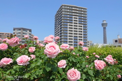 アメリカ山公園-051
