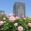 アメリカ山公園-051
