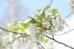 横浜＊桜さんぽ-219