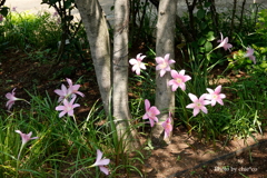 山手イタリア山庭園-002