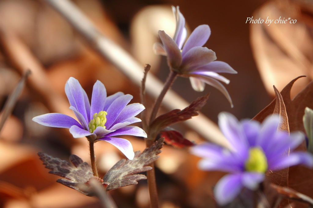 大船フラワーセンター-195