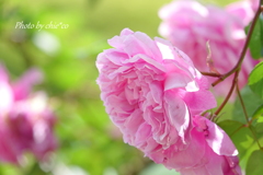 横浜 Rose Week-283