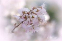 春めき桜-139