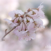 春めき桜-139