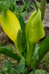 箱根湿生花園-244