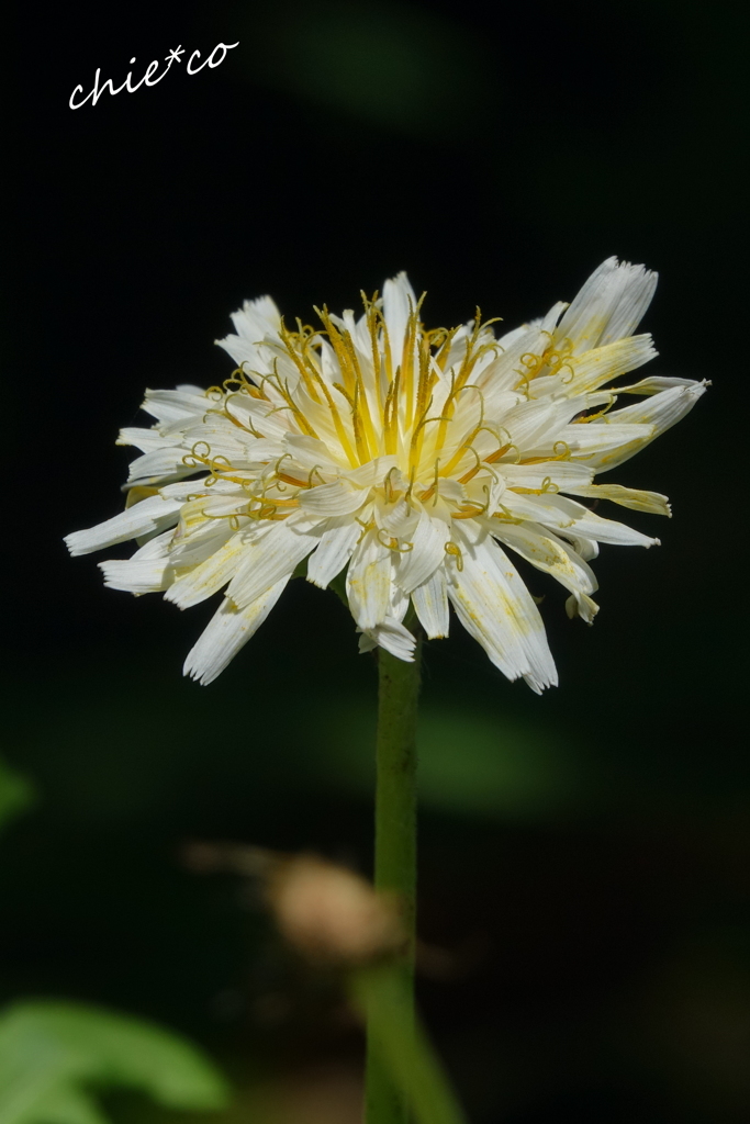 白花たんぽぽ。。