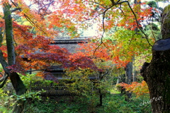 三渓園-429