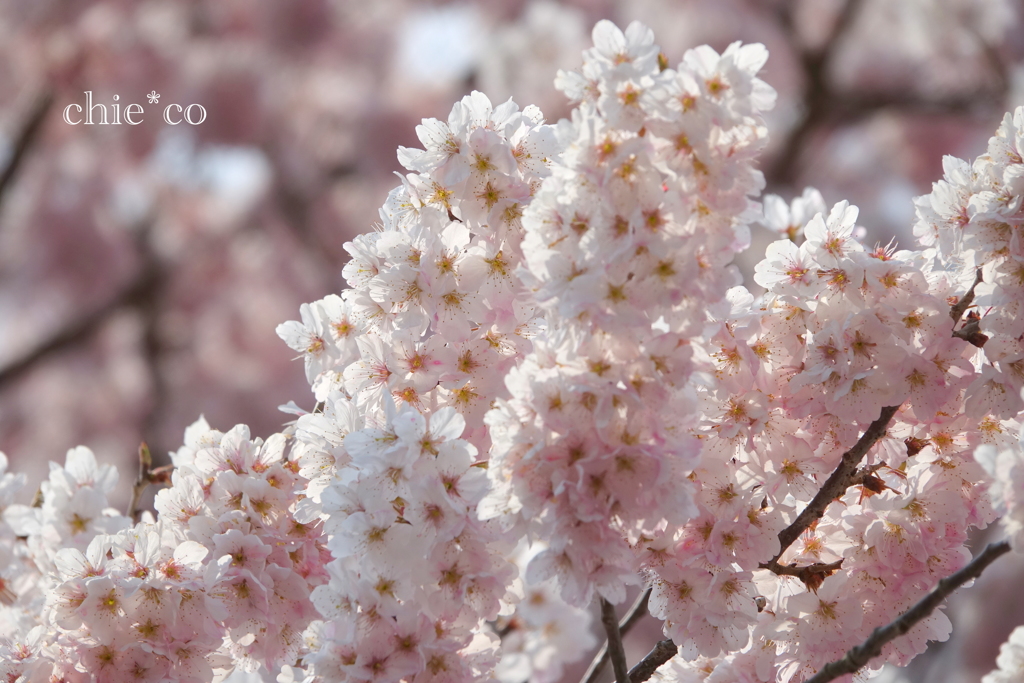 春めき桜-169