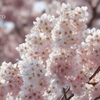 春めき桜-169