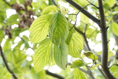 山手イタリア山庭園-139