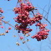吾妻山公園-169