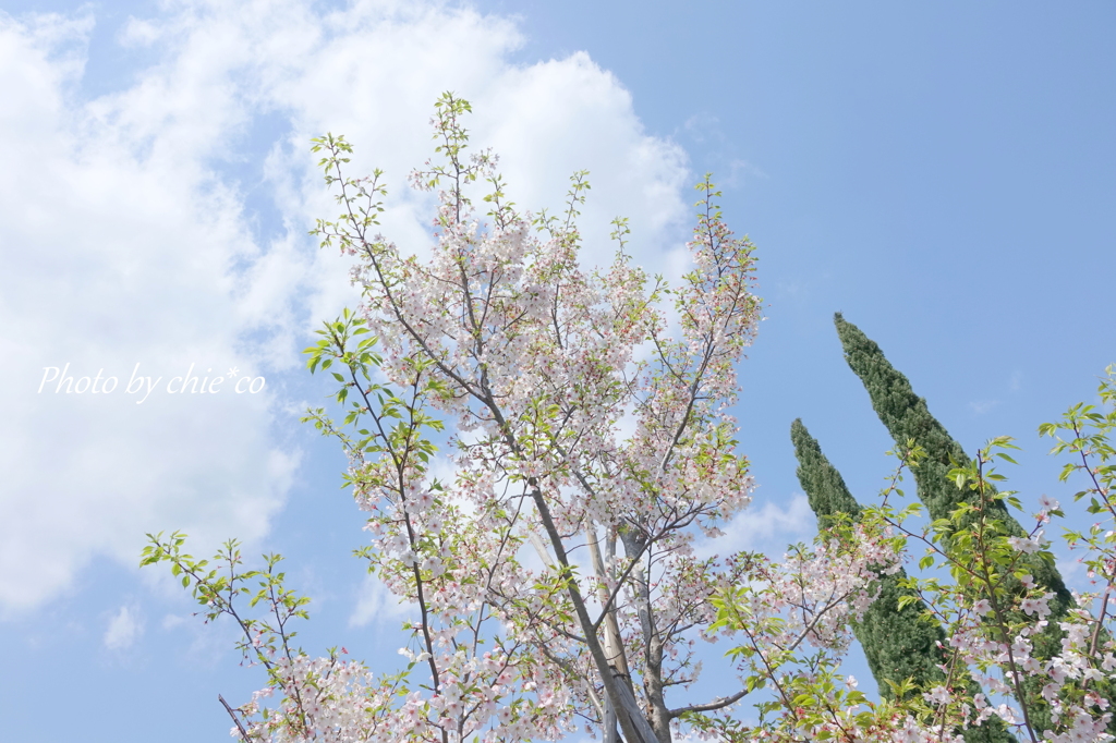 横浜＊桜さんぽ-248