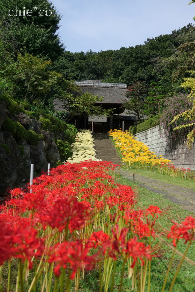 三色の彼岸花。。～西方寺～3