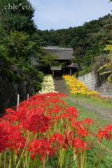三色の彼岸花。。～西方寺～3