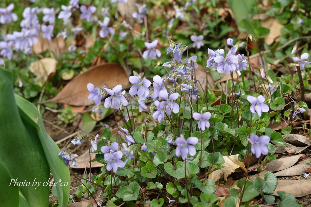 山下公園の花たち-012