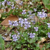 山下公園の花たち-012