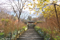 明月院-144