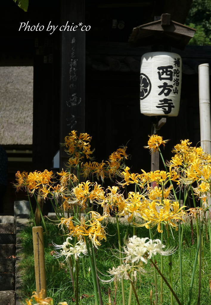 西方寺-170