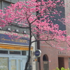 横浜関内の寒緋桜-002