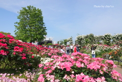 山下公園-105
