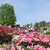 山下公園-105