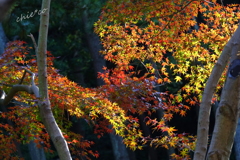 三渓園-399