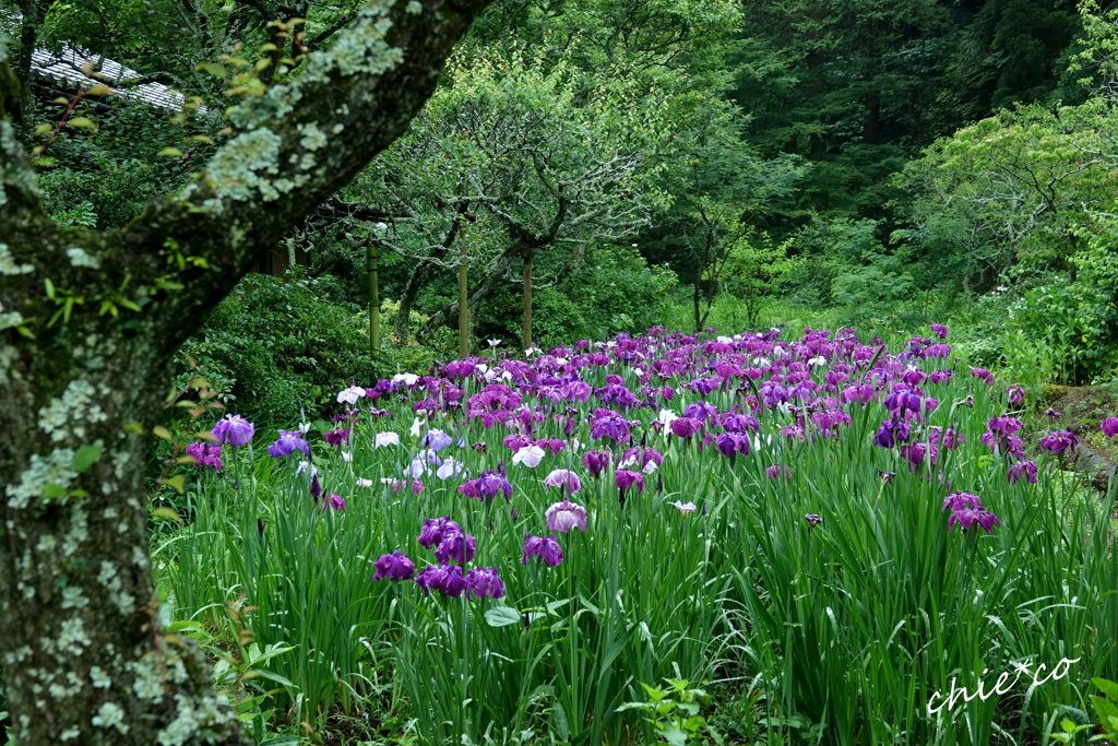 花菖蒲咲く東慶寺。。