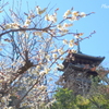 三渓園-157
