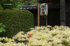 西方寺-148