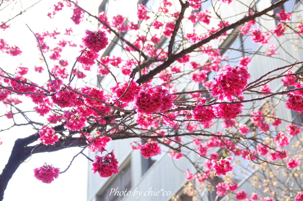 横浜関内の早咲き桜-137