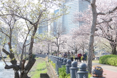 横浜＊桜さんぽ-256