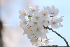 横浜＊桜さんぽ-239