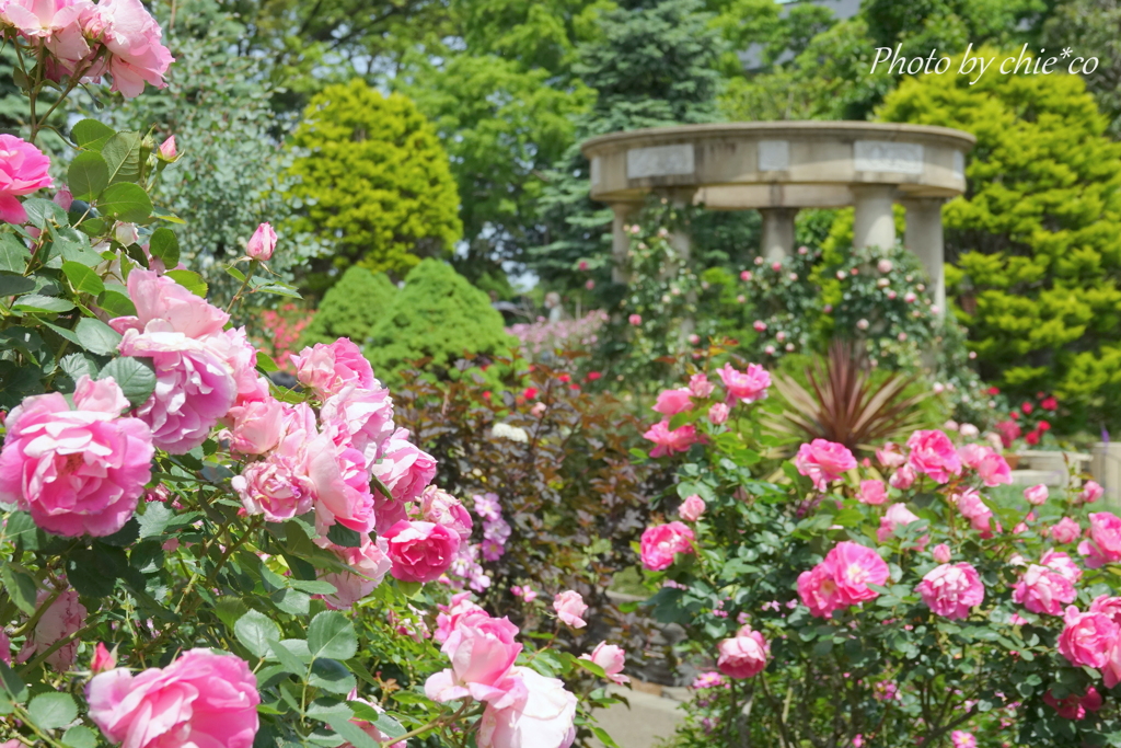 横浜 Rose Week-328