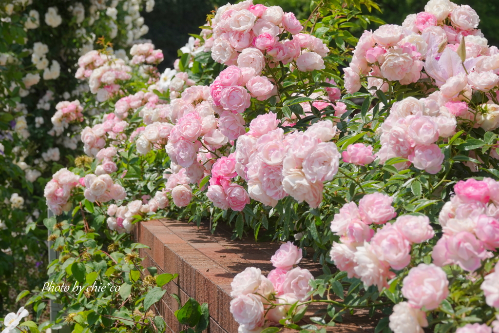 薔薇の咲く山下公園-218