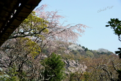 鎌倉-467