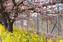 三浦海岸の河津桜-134