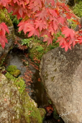 箱根美術館庭園-191