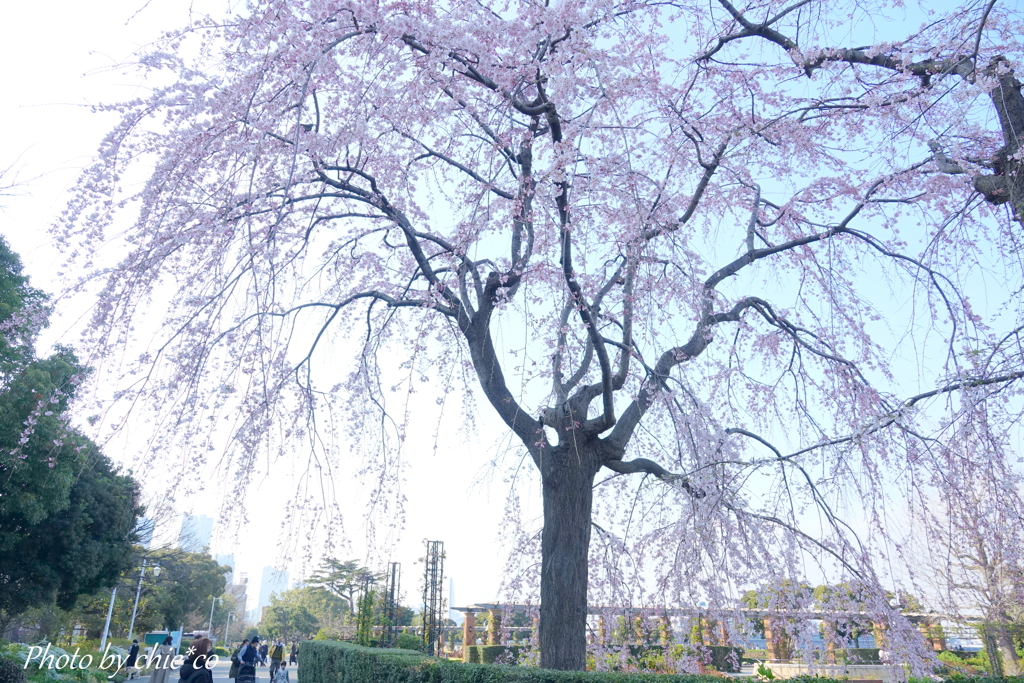 山下公園のしだれ桜-004